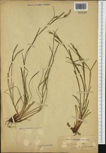 Carex depauperata Curtis ex Stokes, Western Europe (EUR) (Not classified)