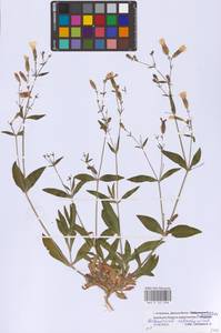 Silene astrachanica (Pacz.) Takht., Eastern Europe, Lower Volga region (E9) (Russia)