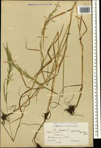 Poa trivialis L., Caucasus, Armenia (K5) (Armenia)