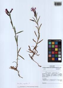 Dianthus superbus L., Siberia, Altai & Sayany Mountains (S2) (Russia)