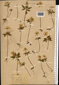 Anemone nemorosa L., Eastern Europe, Eastern region (E10) (Russia)