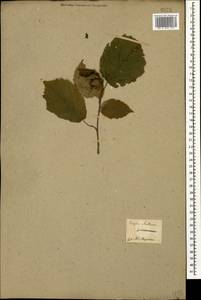 Corylus avellana L., Caucasus, Georgia (K4) (Georgia)
