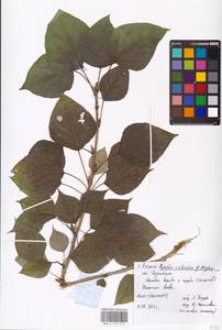 Populus tremuloides Michx., Eastern Europe, Central region (E4) (Russia)