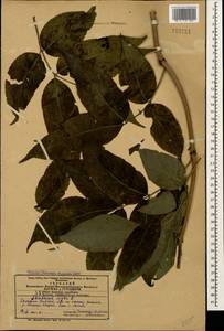 Sambucus nigra L., Caucasus, Azerbaijan (K6) (Azerbaijan)