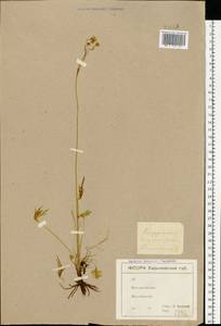 Ranunculus acris L., Eastern Europe, North Ukrainian region (E11) (Ukraine)