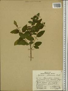 Spiraea flexuosa Fisch. ex Cambess., Siberia, Russian Far East (S6) (Russia)