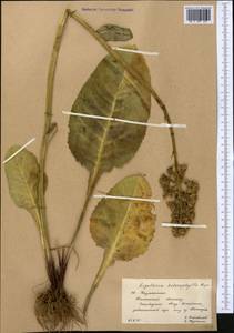 Ligularia heterophylla Rupr., Middle Asia, Western Tian Shan & Karatau (M3) (Kazakhstan)