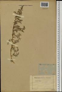 Amaranthaceae, Siberia (no precise locality) (S0) (Russia)