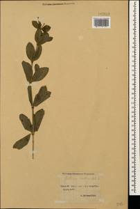 Galium rubioides L., Caucasus, Stavropol Krai, Karachay-Cherkessia & Kabardino-Balkaria (K1b) (Russia)