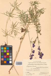 Aconitum macrorhynchum Turcz. ex Ledeb., Siberia, Russian Far East (S6) (Russia)