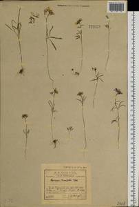 Cardamine tenuifolia Hook., Siberia, Baikal & Transbaikal region (S4) (Russia)