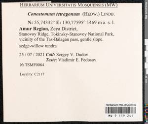 Conostomum tetragonum (Hedw.) Lindb., Bryophytes, Bryophytes - Russian Far East (excl. Chukotka & Kamchatka) (B20) (Russia)