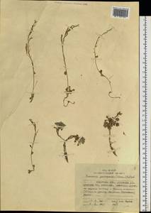 Christolea parryoides (Cham.) N. Busch, Siberia, Chukotka & Kamchatka (S7) (Russia)