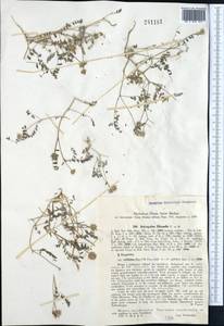 Astragalus filicaulis Kar. & Kir., Middle Asia, Western Tian Shan & Karatau (M3) (Uzbekistan)