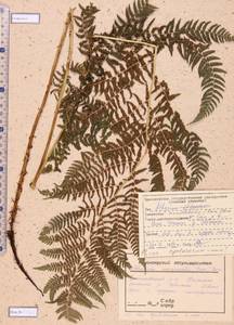 Athyrium monomachii (Kom.) Kom., Siberia, Altai & Sayany Mountains (S2) (Russia)