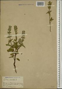 Salvia viridis L., Caucasus, Azerbaijan (K6) (Azerbaijan)