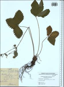 Fragaria moschata Duchesne, Eastern Europe, Central region (E4) (Russia)