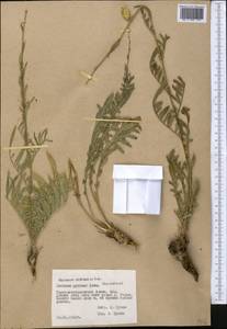 Rhaponticoides ruthenica (Lam.) M. V. Agab. & Greuter, Middle Asia, Pamir & Pamiro-Alai (M2) (Tajikistan)