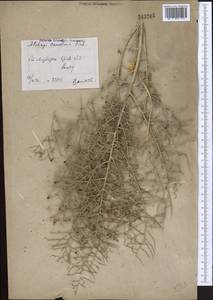 Alhagi pseudalhagi (M.Bieb.) Desv. ex Wangerin, Middle Asia, Syr-Darian deserts & Kyzylkum (M7) (Uzbekistan)