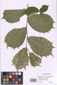 Ulmus glabra Huds., Eastern Europe, Eastern region (E10) (Russia)