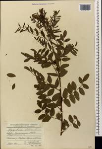 Glycyrrhiza glabra L., Caucasus, North Ossetia, Ingushetia & Chechnya (K1c) (Russia)