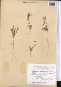 Cousiniopsis atractyloides (C. Winkl.) Nevski, Middle Asia, Karakum (M6) (Turkmenistan)
