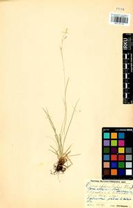 Carex karoi (Freyn) Freyn, Siberia, Baikal & Transbaikal region (S4) (Russia)