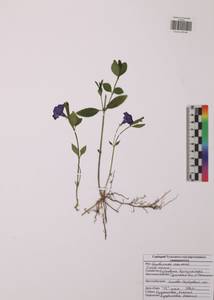 Vinca minor L., Eastern Europe, Central region (E4) (Russia)