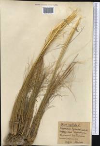 Stipa capillata L., Middle Asia, Northern & Central Kazakhstan (M10) (Kazakhstan)