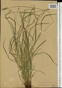Carex spicata subsp. spicata, Eastern Europe, North Ukrainian region (E11) (Ukraine)