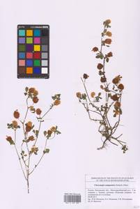 Trifolium campestre Schreb., Eastern Europe, Middle Volga region (E8) (Russia)
