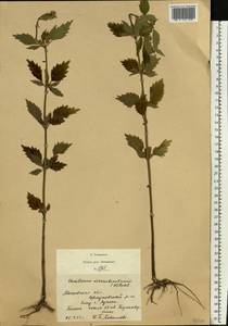 Chaiturus marrubiastrum (L.) Ehrh. ex Rchb., Eastern Europe, Moscow region (E4a) (Russia)