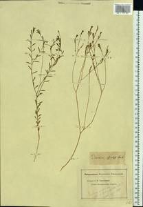 Diarthron vesiculosum (Fisch. & C. A. Mey.) C. A. Mey., Eastern Europe, Lower Volga region (E9) (Russia)