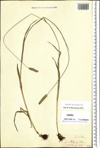 Phleum pratense L., Caucasus, Armenia (K5) (Armenia)