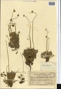 Oreomecon croceum (Ledeb.) Banfi, Bartolucci, J.-M.Tison & Galasso, Middle Asia, Pamir & Pamiro-Alai (M2) (Tajikistan)