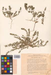 Polycnemum majus A. Braun, Eastern Europe, North Ukrainian region (E11) (Ukraine)