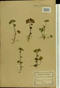 Chrysosplenium alternifolium L., Eastern Europe, North Ukrainian region (E11) (Ukraine)