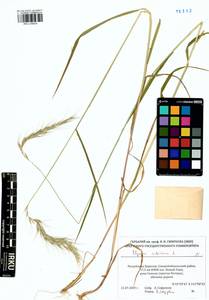 Elymus sibiricus L., Siberia, Baikal & Transbaikal region (S4) (Russia)