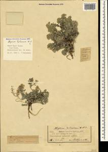 Odontarrhena tortuosa (Waldst. & Kit. ex Willd.) C.A.Mey., Crimea (KRYM) (Russia)