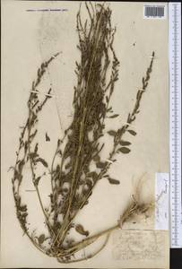 Chenopodium album L., Middle Asia, Northern & Central Kazakhstan (M10) (Kazakhstan)
