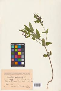 MHA 0 155 391, Scutellaria galericulata L., Eastern Europe, Lithuania (E2a) (Lithuania)