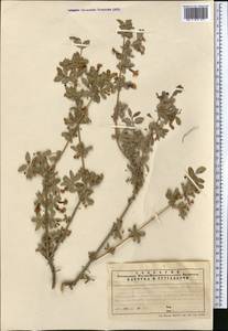 Lonicera microphylla Willd. ex Roem. & Schult., Middle Asia, Northern & Central Tian Shan (M4) (Kazakhstan)