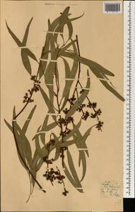 Eucalyptus, Africa (AFR) (Portugal)