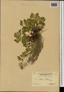 Lamium tomentosum Willd., Caucasus, South Ossetia (K4b) (South Ossetia)