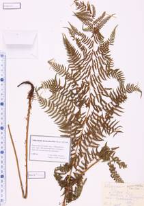 Athyrium monomachii (Kom.) Kom., Siberia, Altai & Sayany Mountains (S2) (Russia)