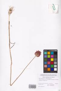 Allium regelianum A.K.Becker, Eastern Europe, Rostov Oblast (E12a) (Russia)