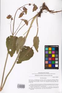 MHA 0 156 256, Salvia nutans L., Eastern Europe, South Ukrainian region (E12) (Ukraine)