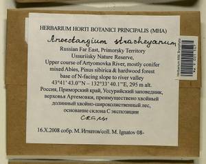 Anoectangium stracheyanum Mitt., Bryophytes, Bryophytes - Russian Far East (excl. Chukotka & Kamchatka) (B20) (Russia)