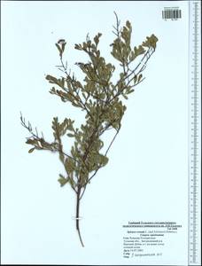 Spiraea crenata L., Eastern Europe, Central region (E4) (Russia)