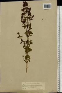 Hypericum maculatum Crantz, Eastern Europe, Central forest-and-steppe region (E6) (Russia)